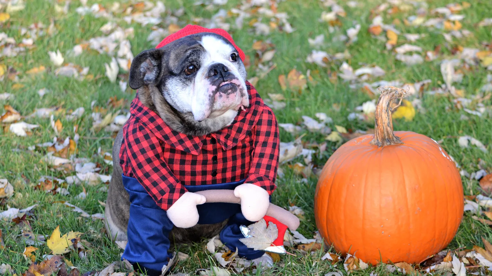 Dogs in Costume Parade Across Snug Harbor's South Meadow on Saturday