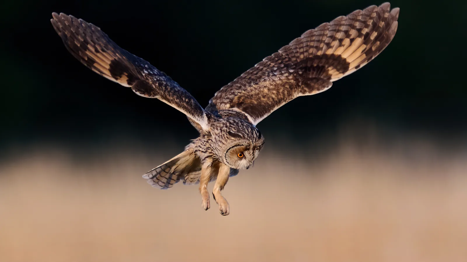 Falconers, Live Owls and Bird Trivia: Wave Hill Stays Open After Dark on Nov. 13