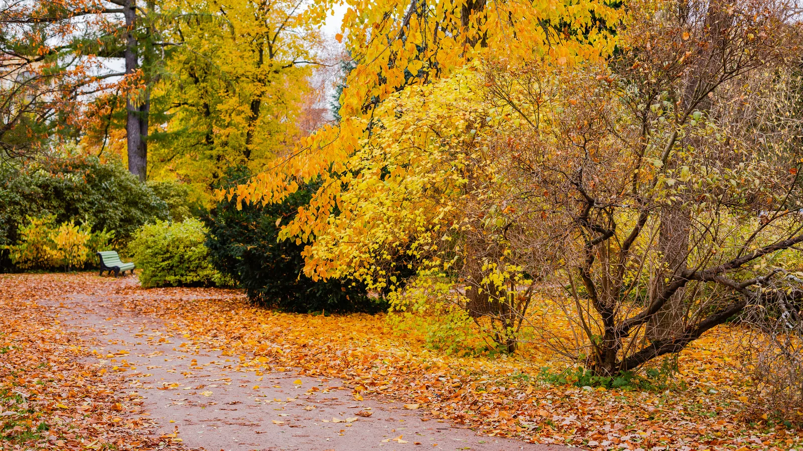 Brooklyn Botanic Garden's Fall Color Tours Wrap Up Saturday, and Shorter November Hours Start Sunday