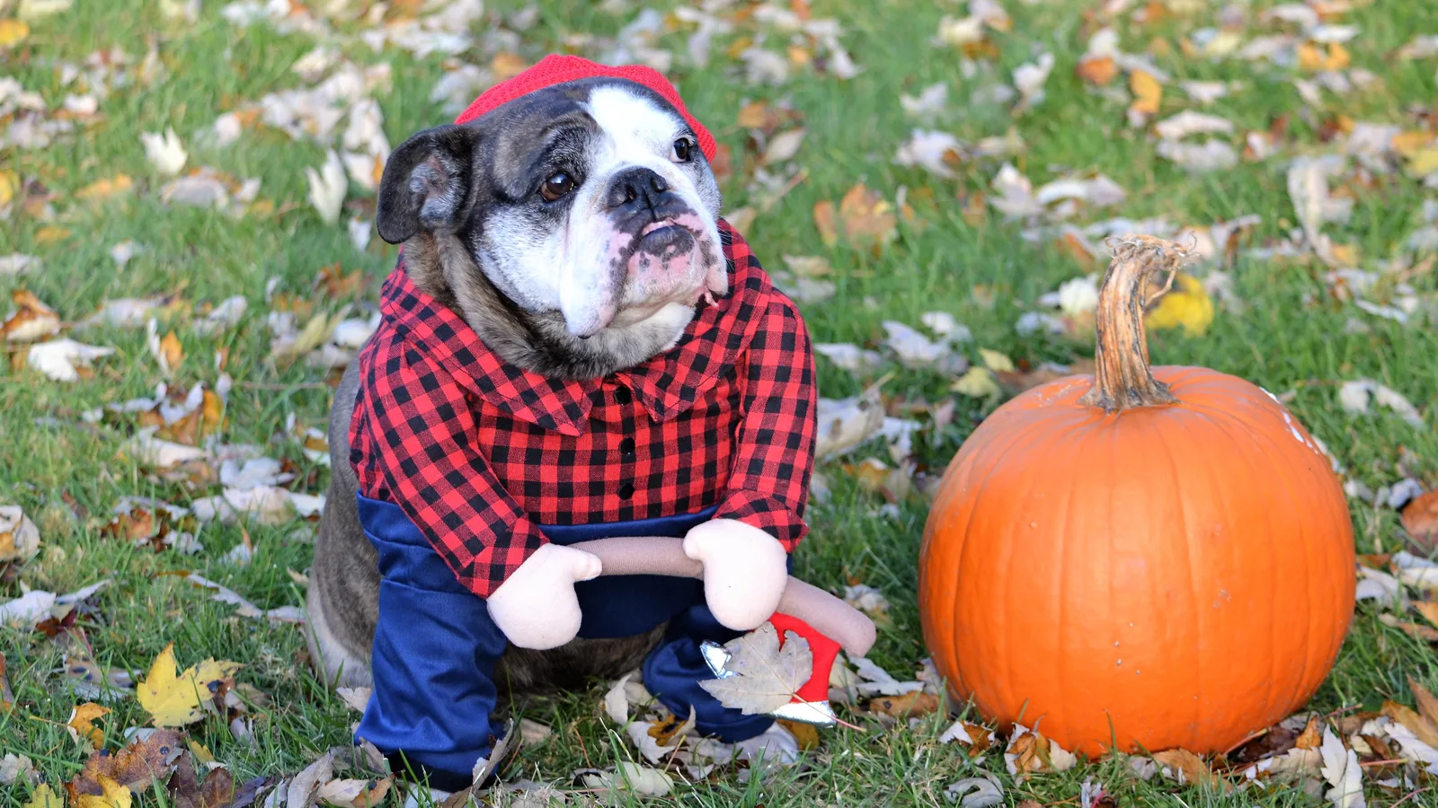 Domino Park's Woof-o-ween Puts Williamsburg's Dogs in Costume on Sunday