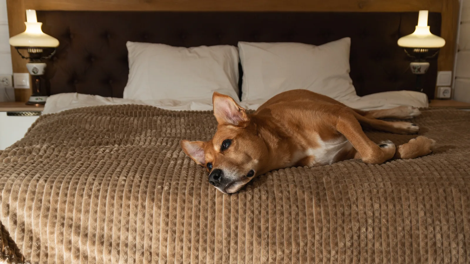 K9 Resorts Opens a Dog Hotel and Daycare on Front Street in Dumbo