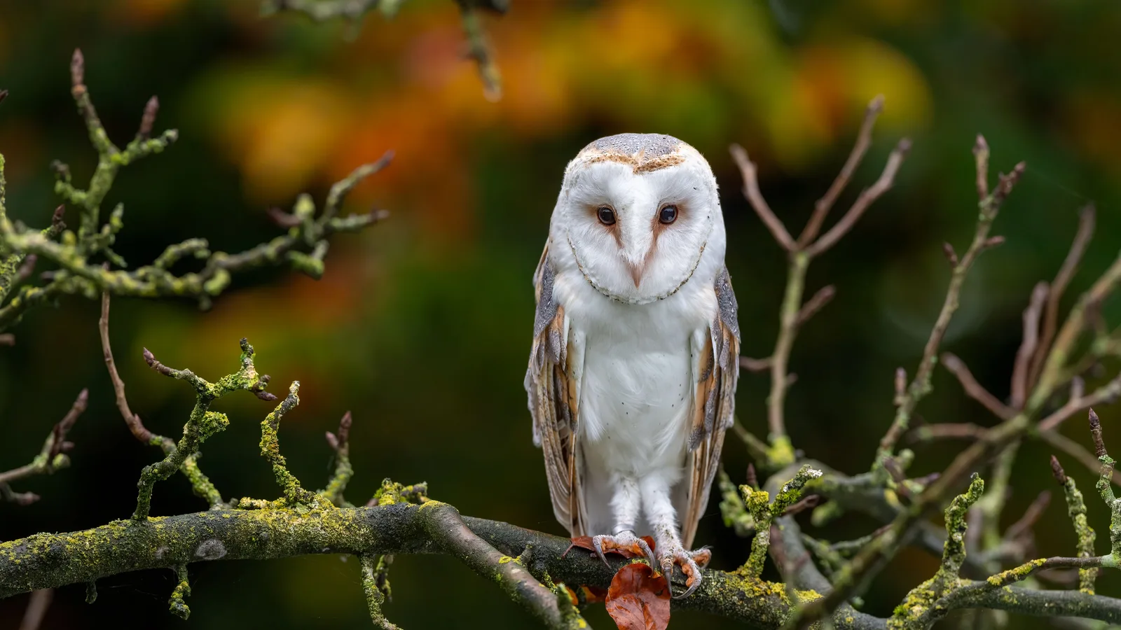 Barn Owls, Rare in New York State, Have Raised Their Young in an Upper West Side Water Tank