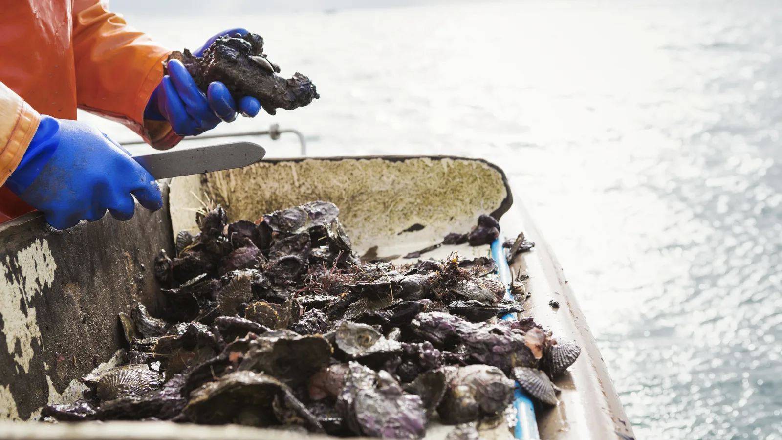 City Island's Oyster Reef Needs Shell Baggers on Two November Saturdays