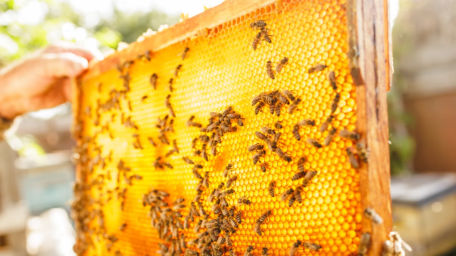 This Week in Flushing: Bottling the Garden's Honey, Planting Trees in Kissena Park and a Portrait Workshop at Flushing Town Hall