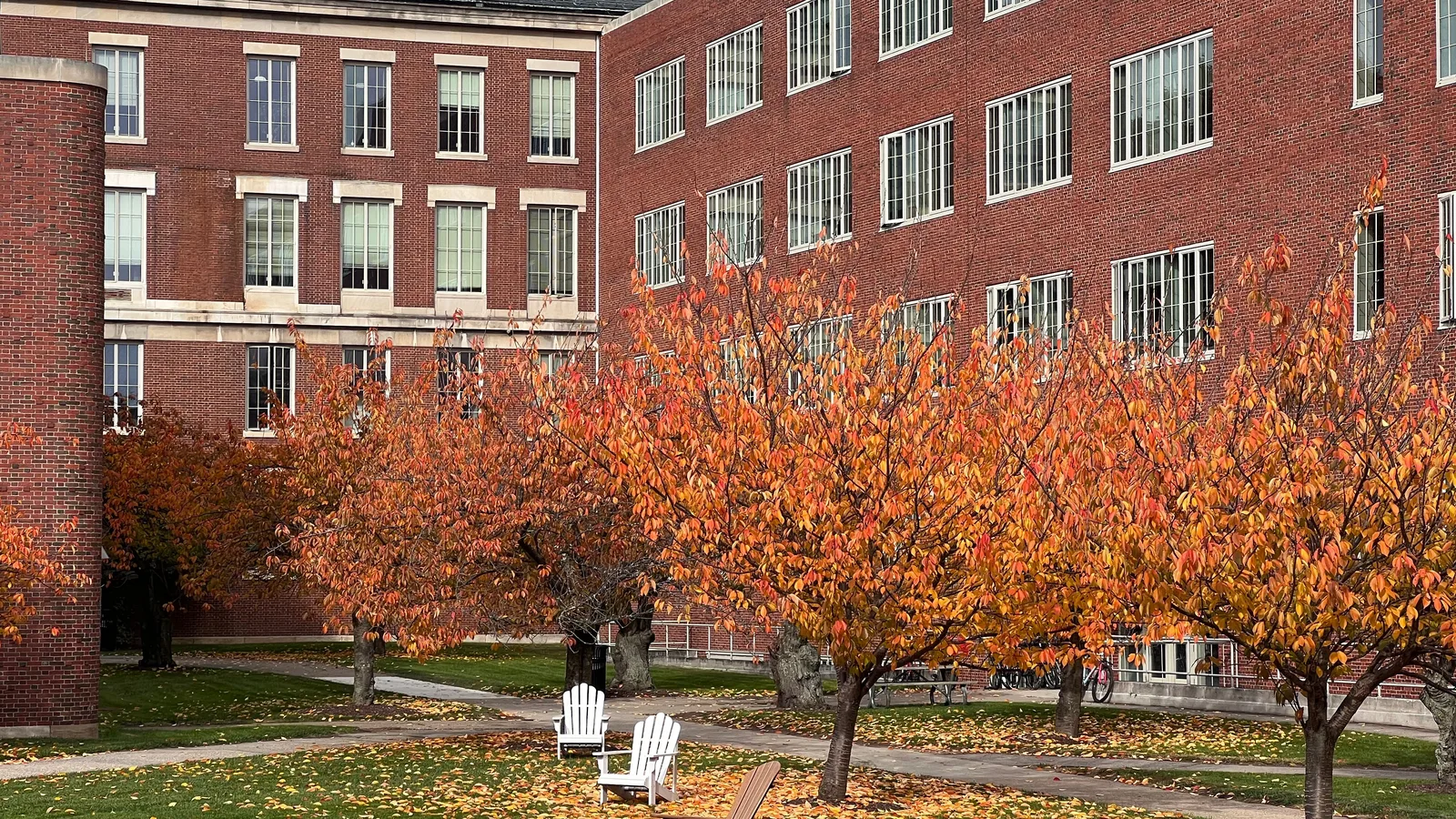 Brooklyn College Reopens Its East Quad With 18 New Elms and Starts the Countdown to Its 100th