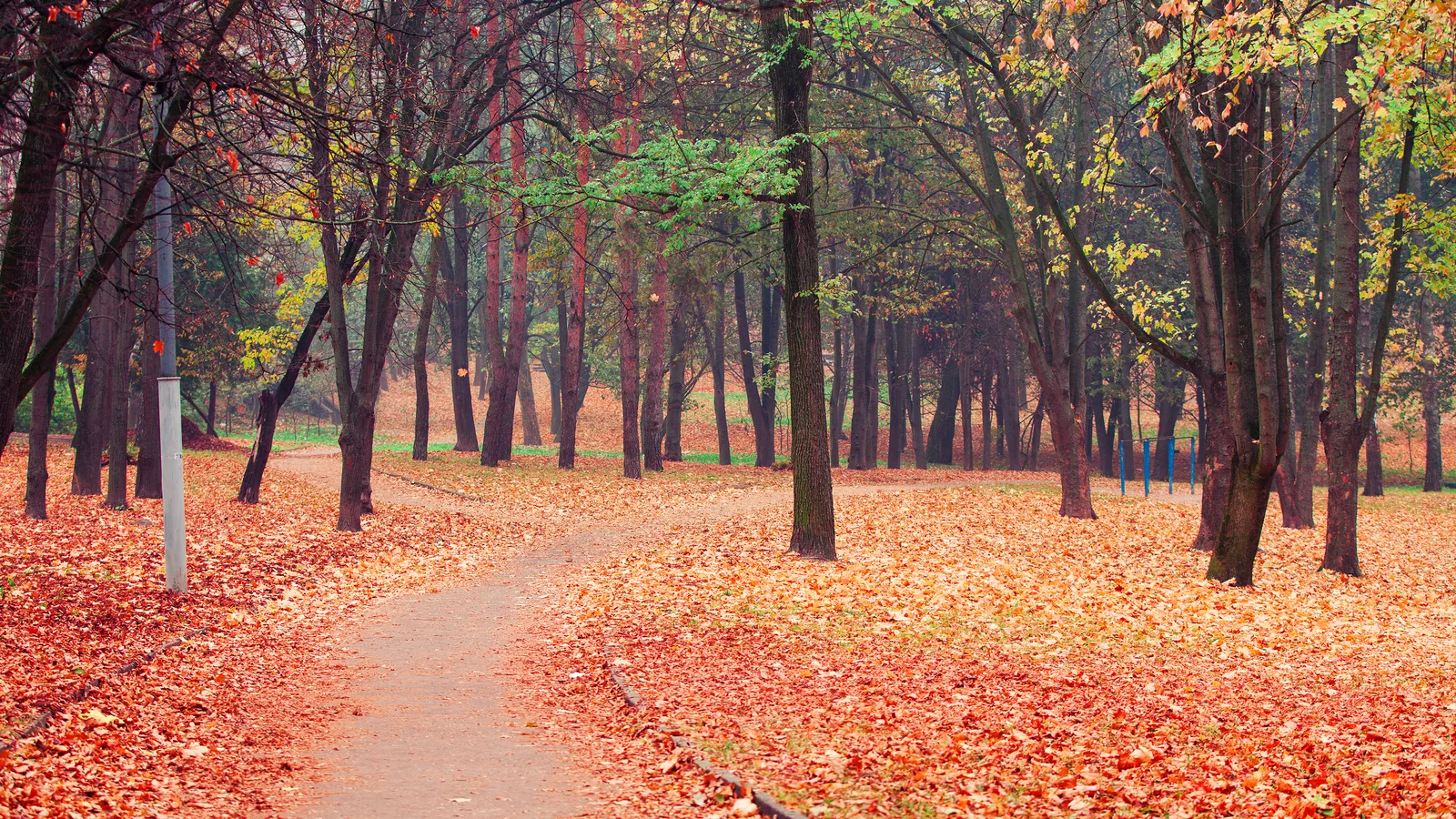 Lenape Plants, Forest Work and a Free Saturday 5K: Highland Park's First Week of November