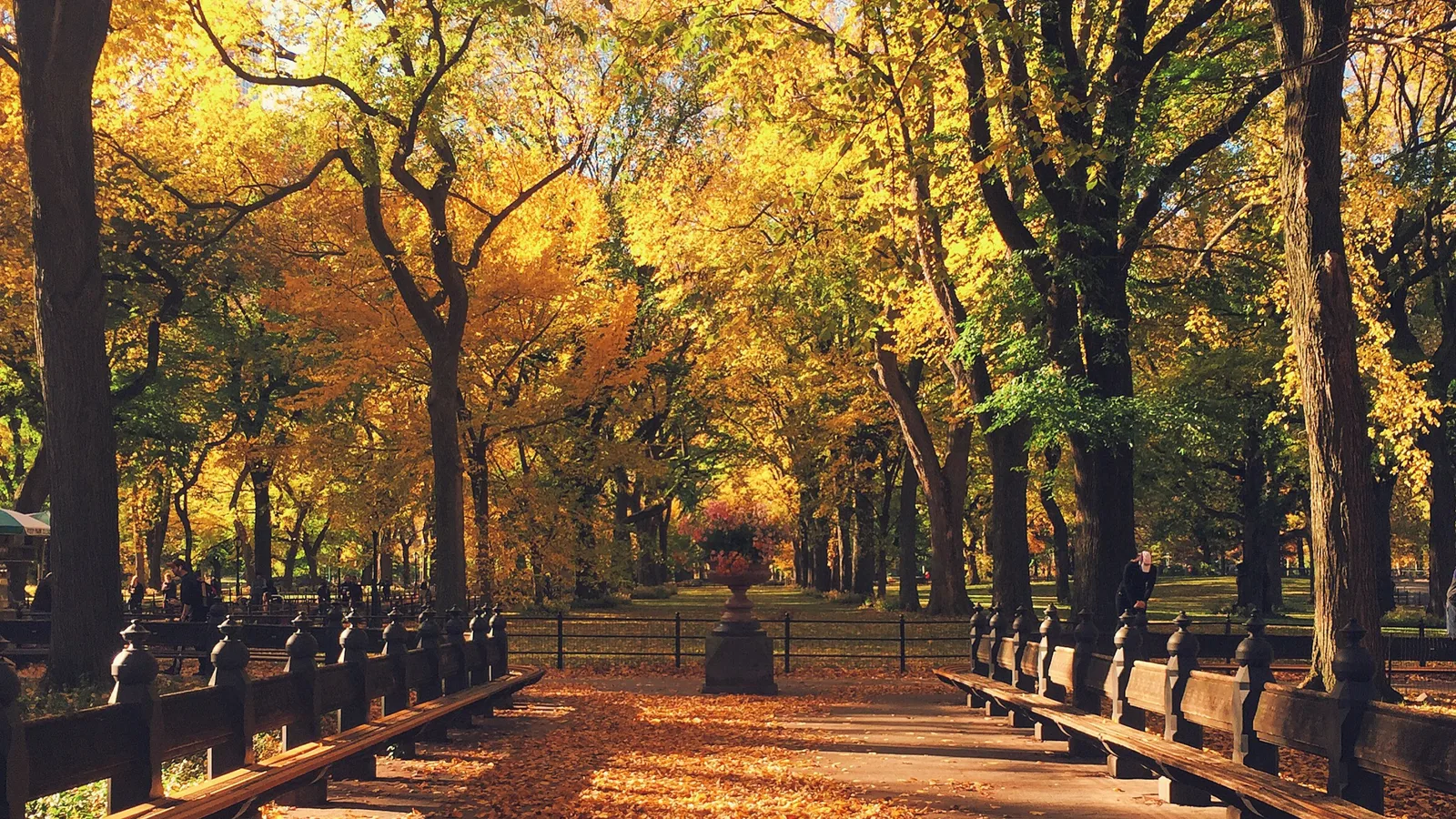 A Street Tree Tarot Deck and Vows With Trees: New Dendrology Closes at the Arsenal Nov. 6