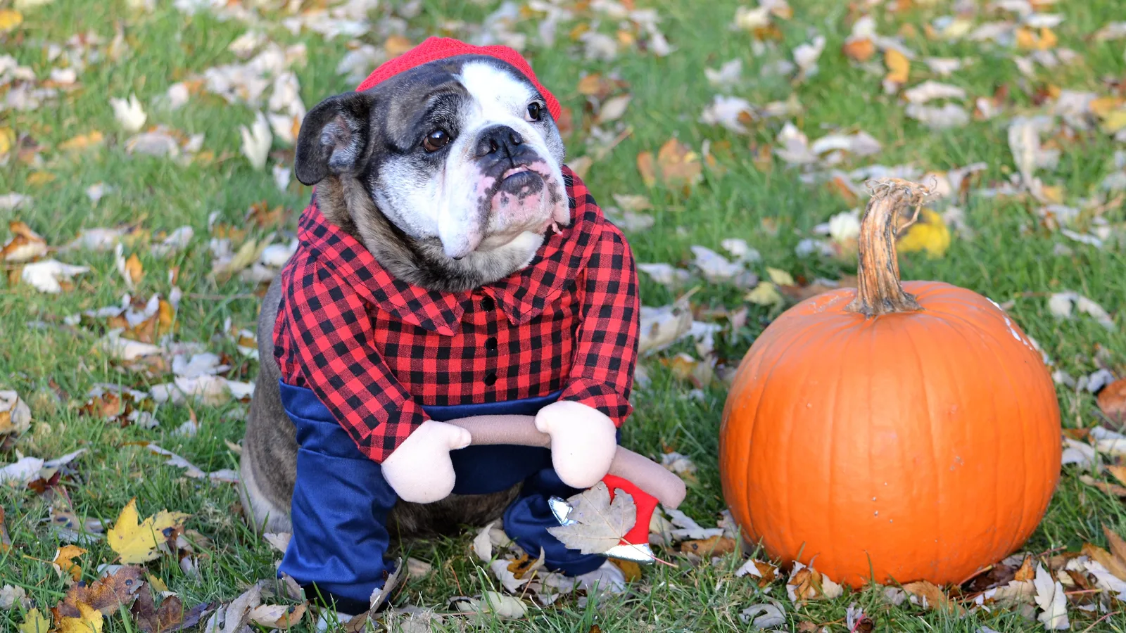 Dogs in Costume, a Bat Hike and the Story of the King's Bridge in Van Cortlandt Park