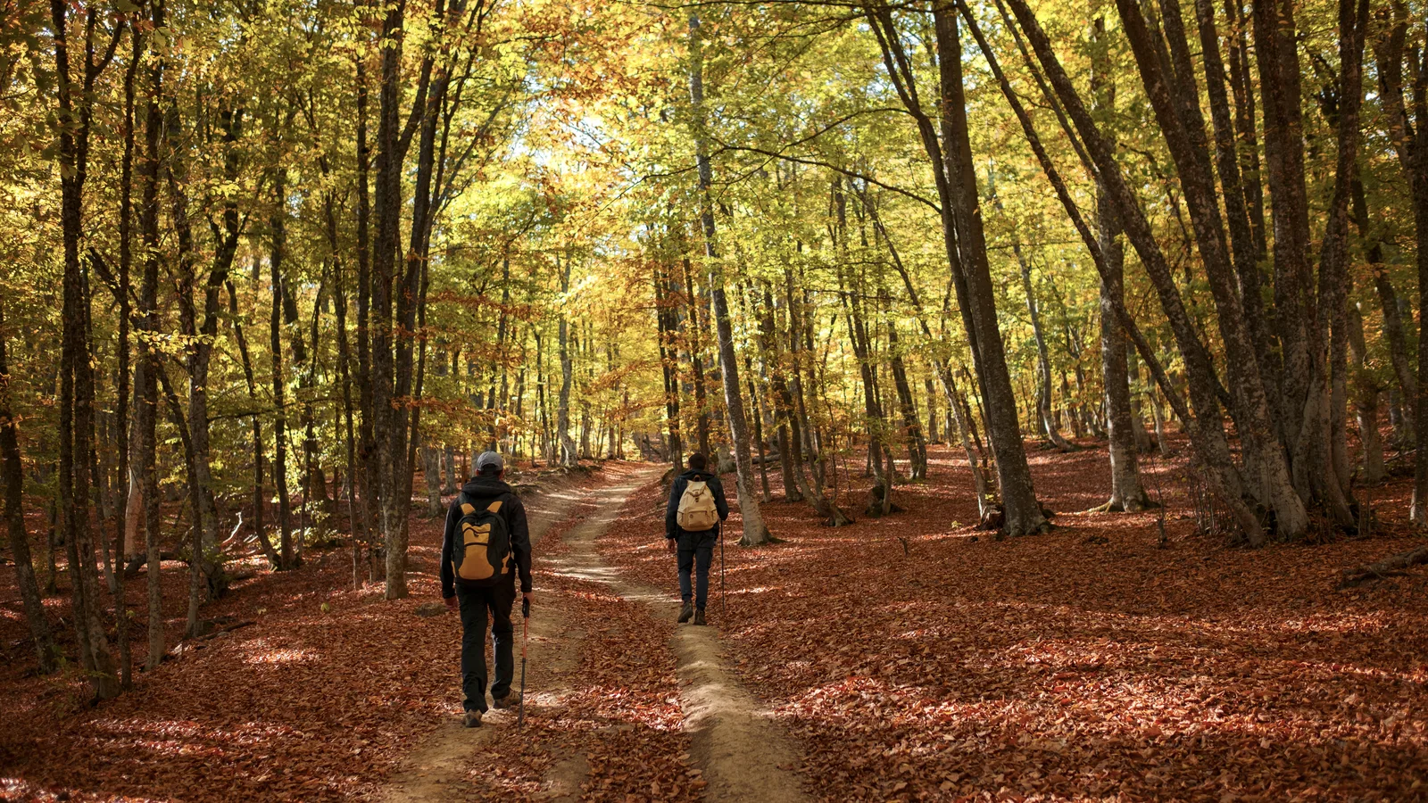 Paulo's Peak, a Haunted Trail and Halloweentown Under the Stars: A Free Halloween Week in the Greenbelt Near Todt Hill